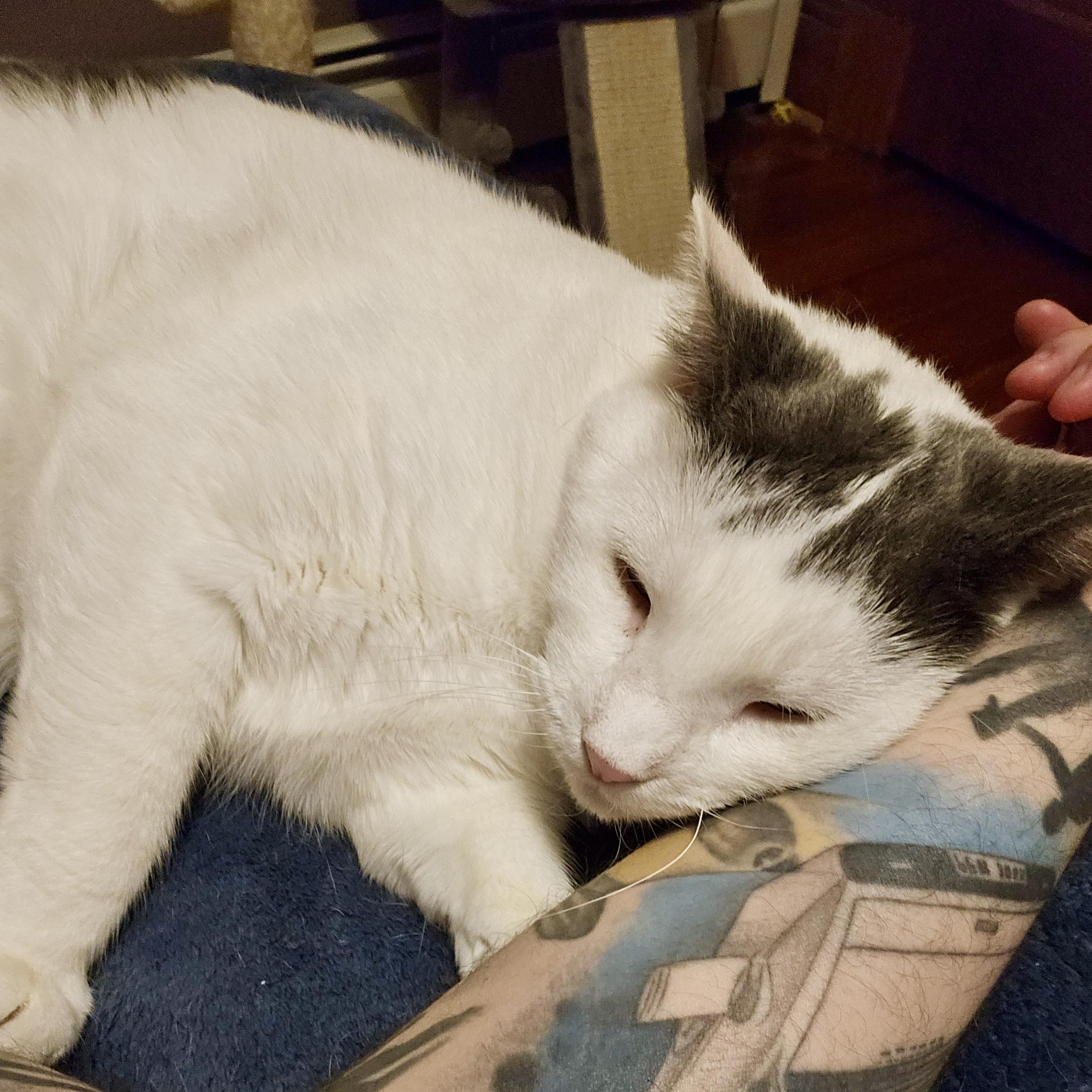 Enlarge Marshmellow, a Adoptable Domestic Short Hair in Albany, NY image 3/6