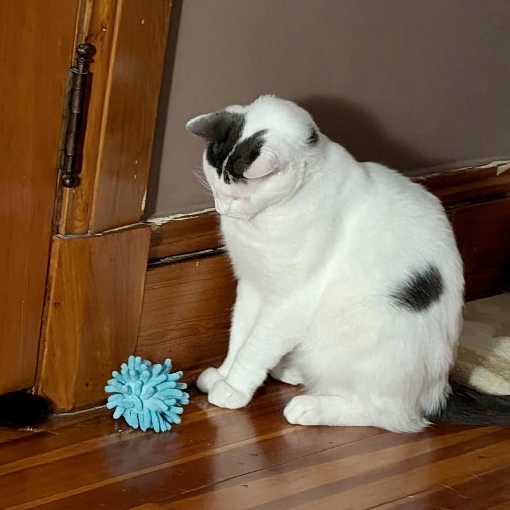 Enlarge Marshmellow, a Adoptable Domestic Short Hair in Albany, NY image 1/6