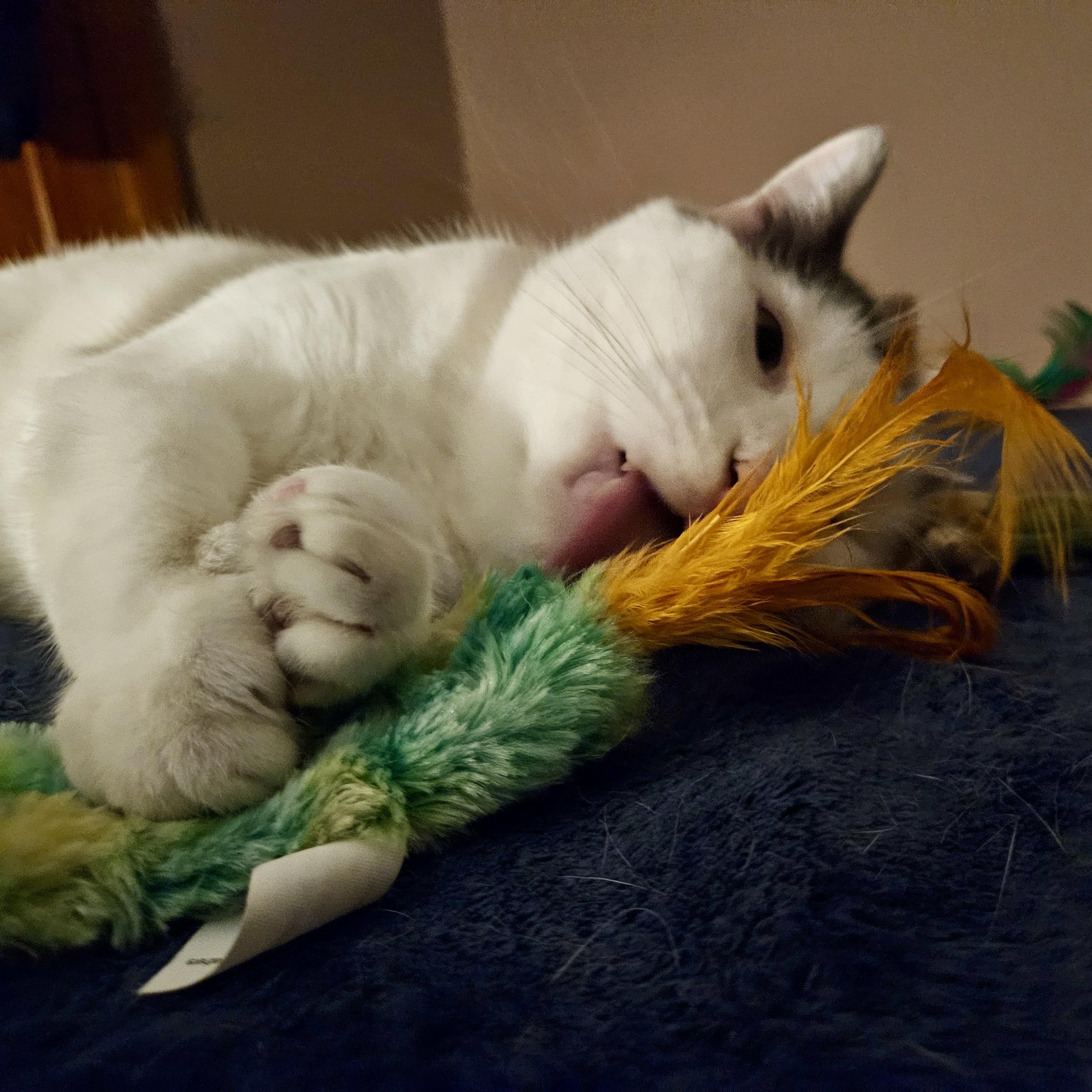 Enlarge Marshmellow, a Adoptable Domestic Short Hair in Albany, NY image 4/6