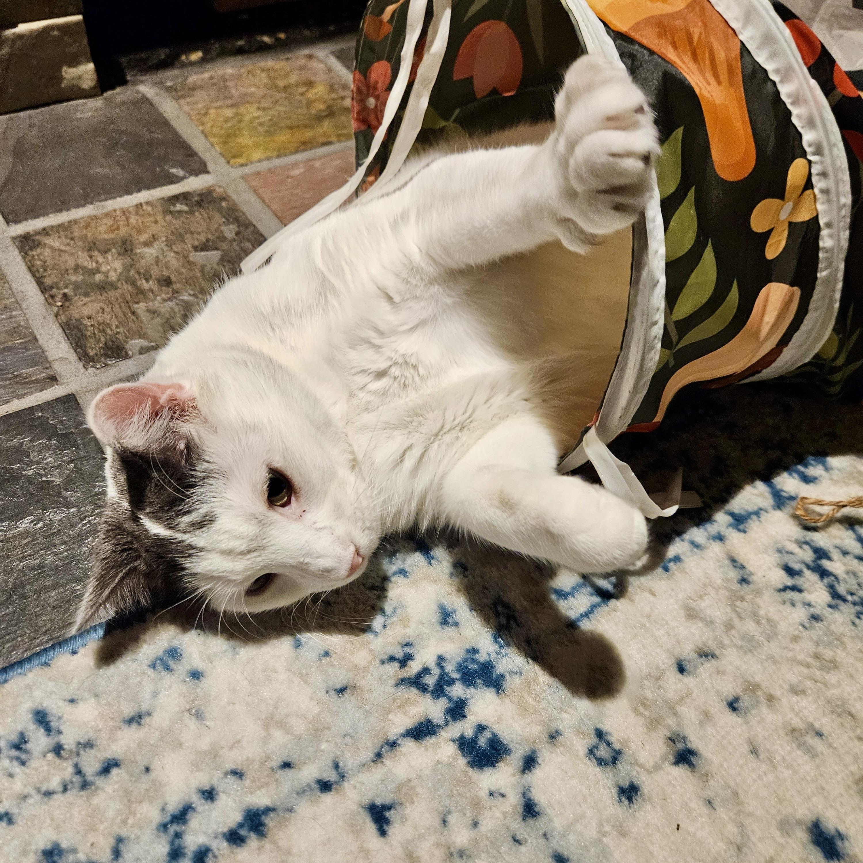 Marshmellow, Adoptable, Adult Male Domestic Short Hair.