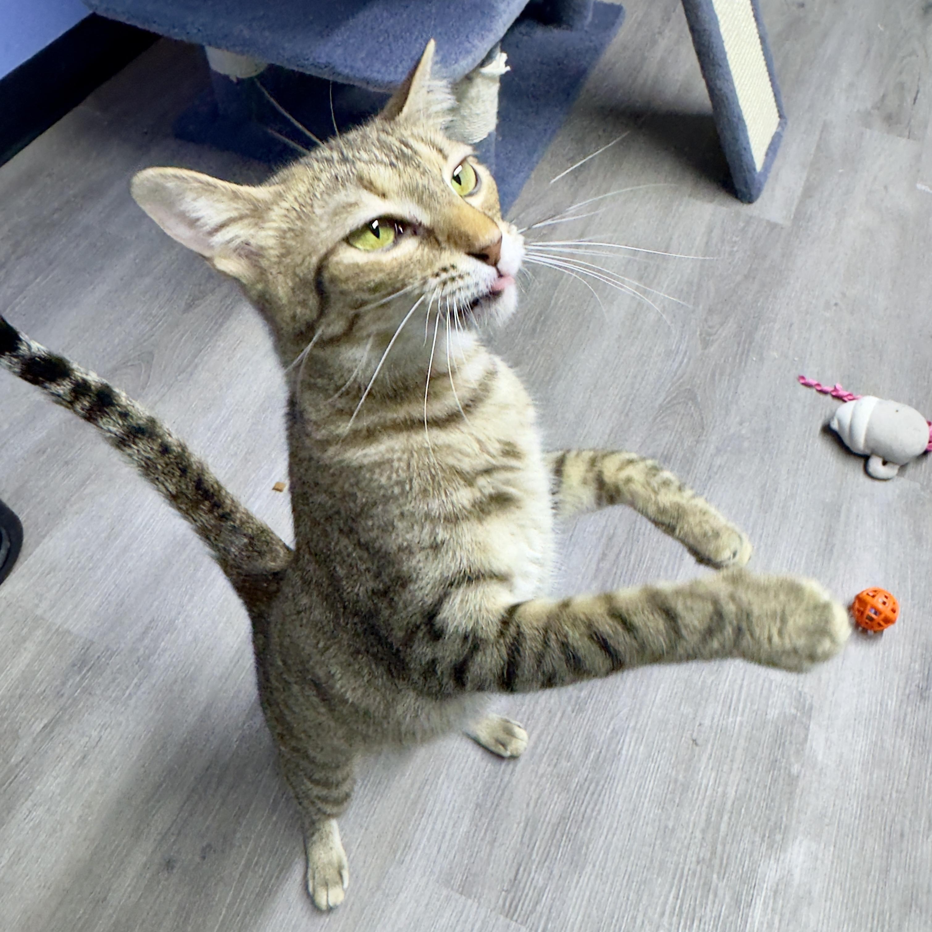 Enlarge L'OREAL, a Adopted Domestic Short Hair in Flint, TX image 3/3