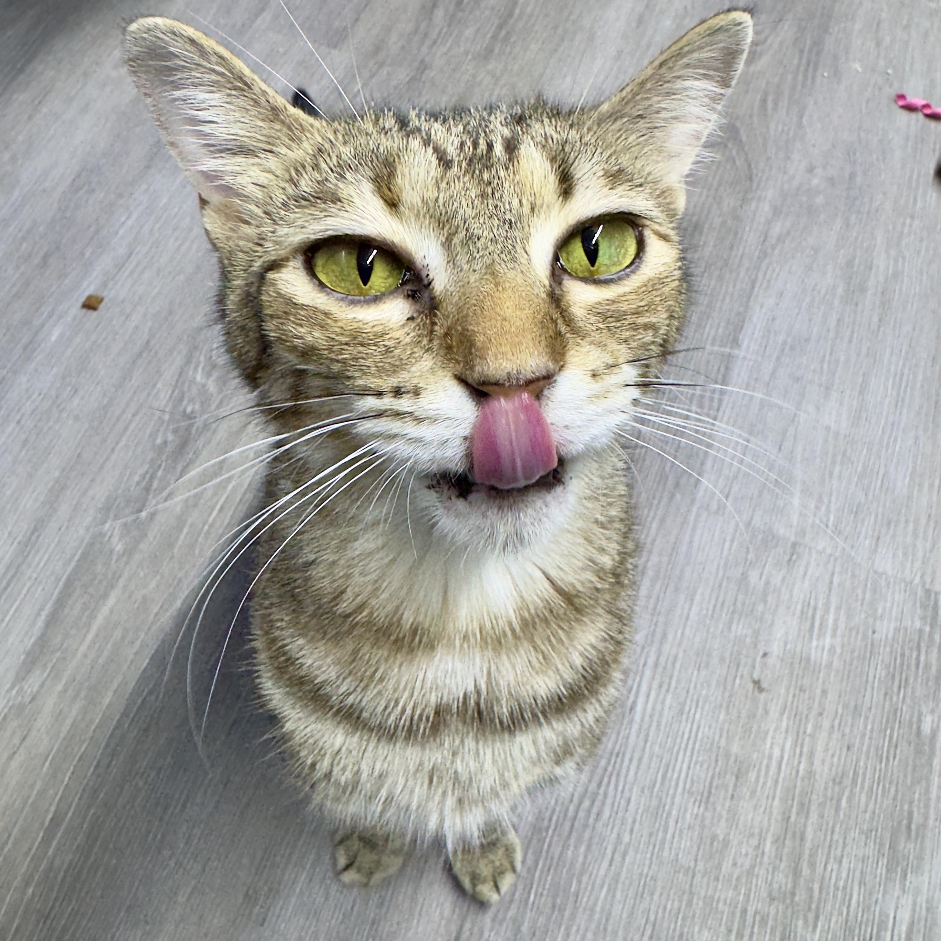 Enlarge L'OREAL, a Adopted Domestic Short Hair in Flint, TX image 1/3