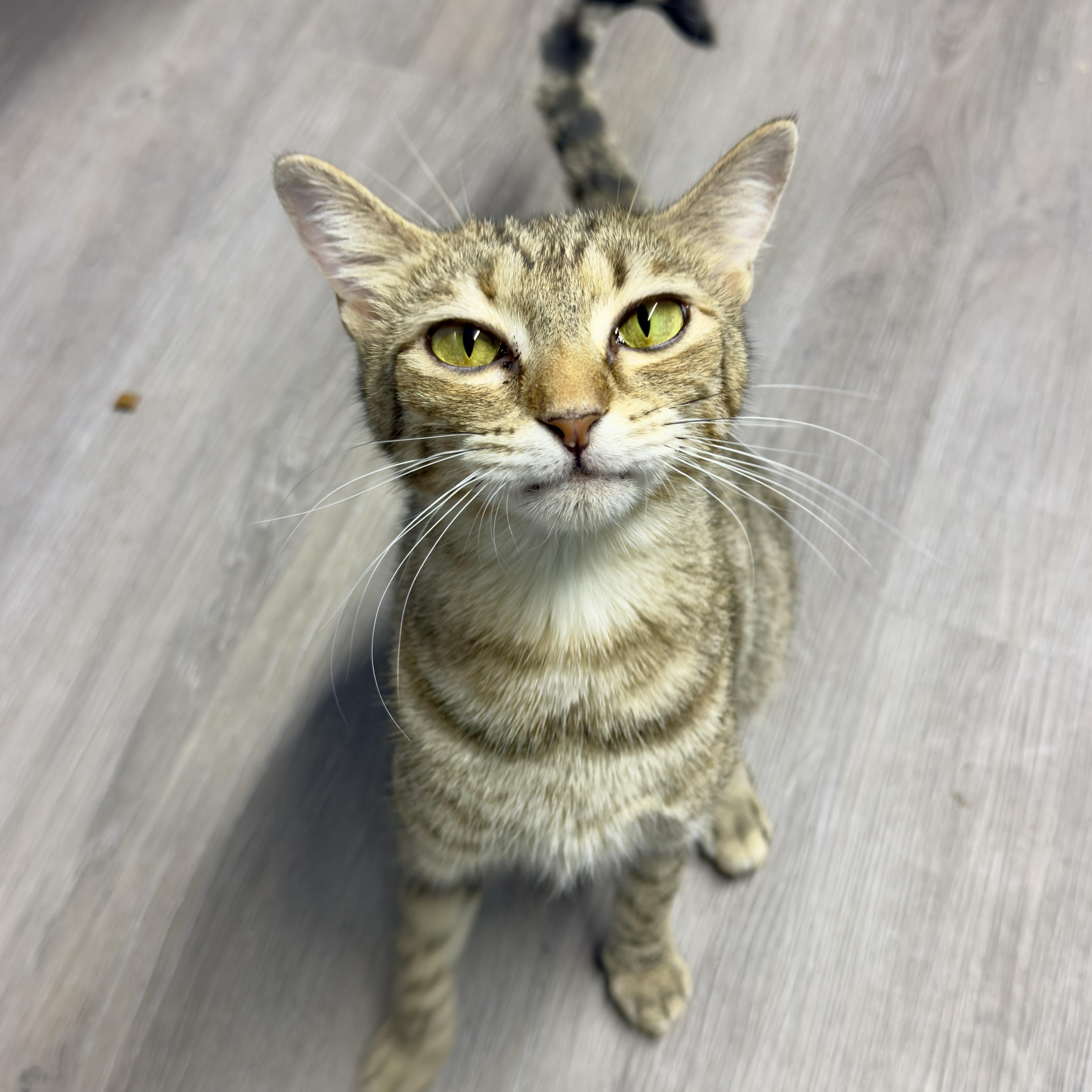 Enlarge L'OREAL, a Adopted Domestic Short Hair in Flint, TX image 2/3