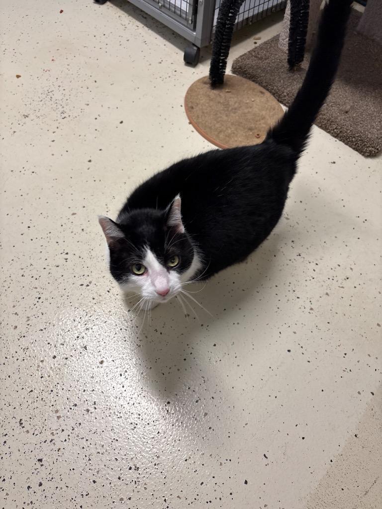 Enlarge BAXTER(NEUTERED), a Adopted mixed breed in Crossville, TN image 1/1