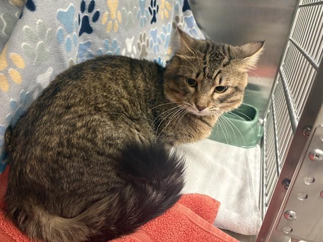 Enlarge WALTER, a Adoptable Domestic Medium Hair in Minneapolis, MN image 1/1