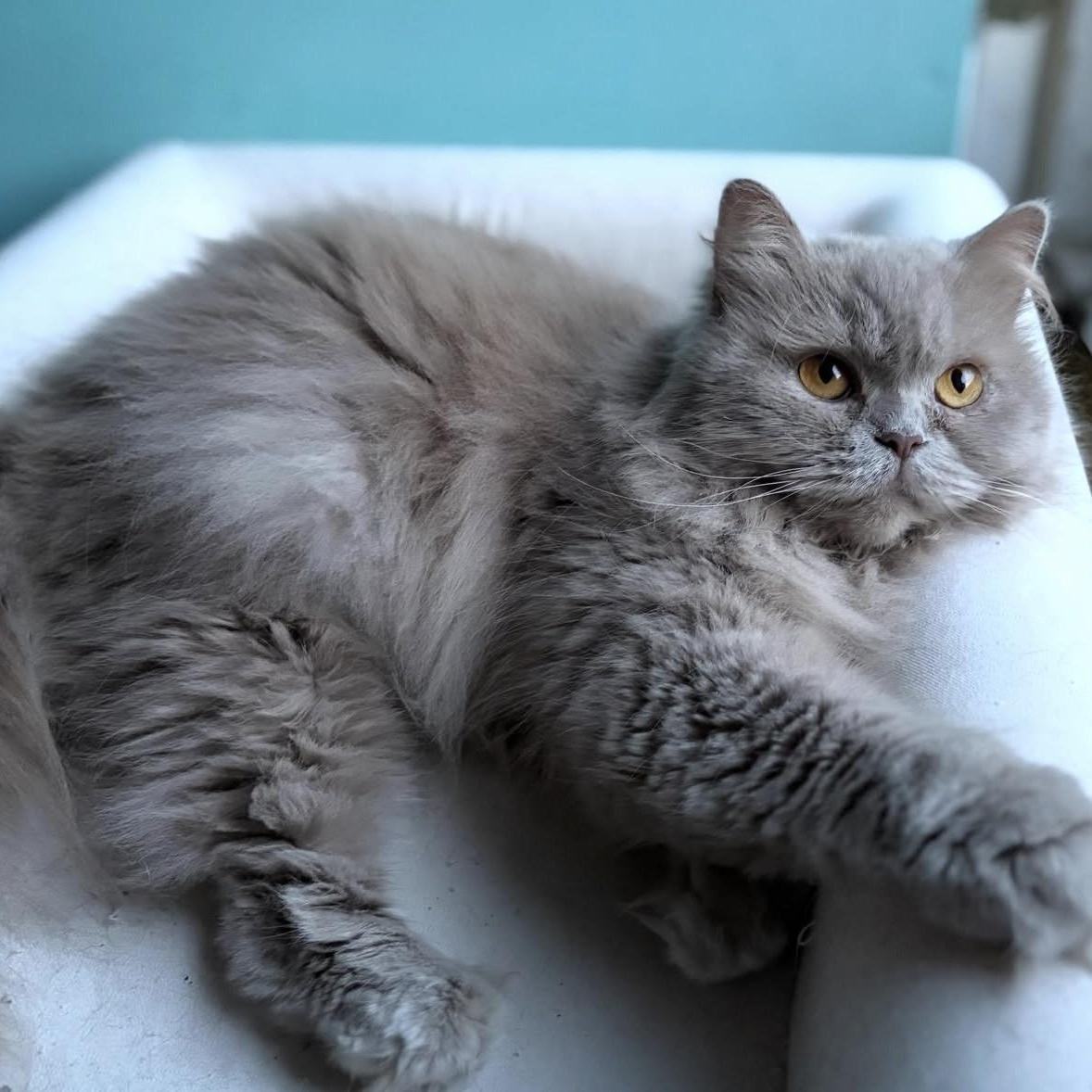 Poppet, ADOPTABLE, Adult Female British Longhair.