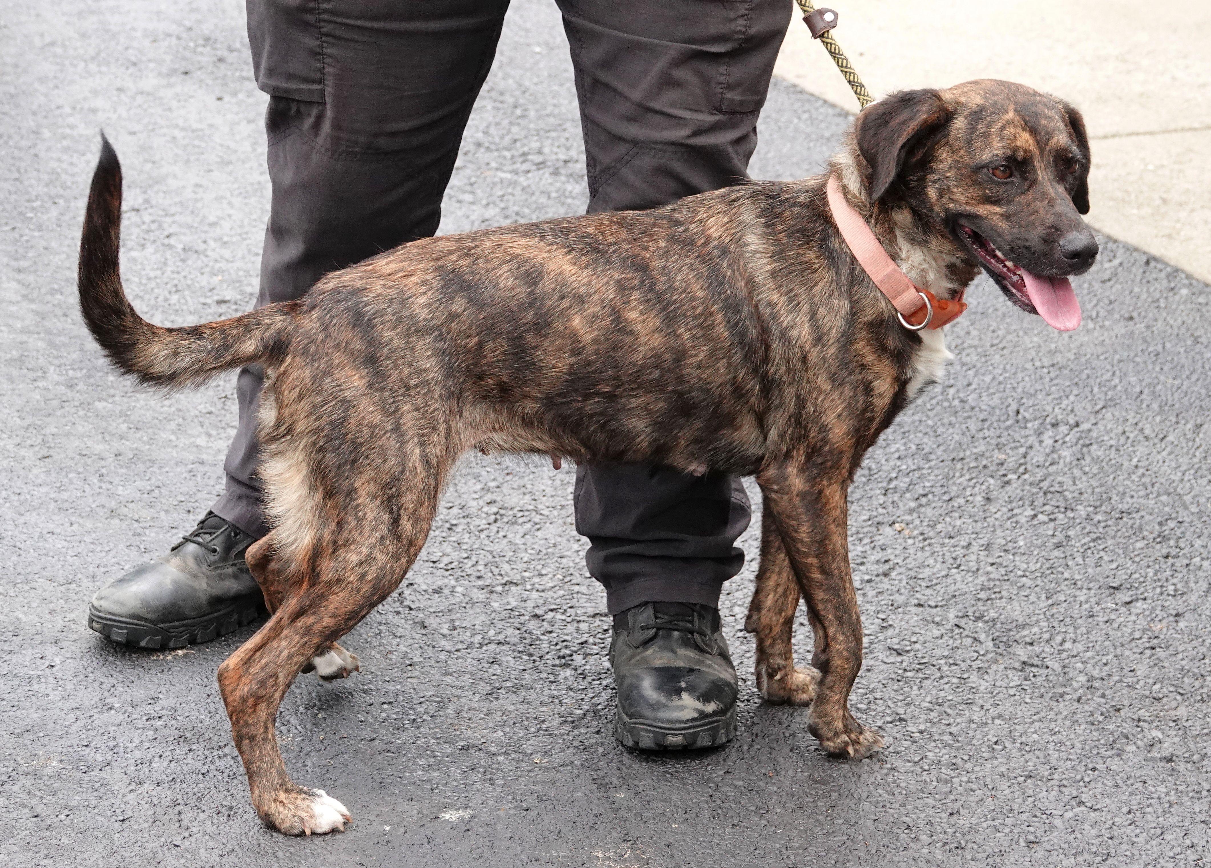 Clover - UPDATED INFO, a ADOPTABLE mixed breed in Millfield, OH image 3/3