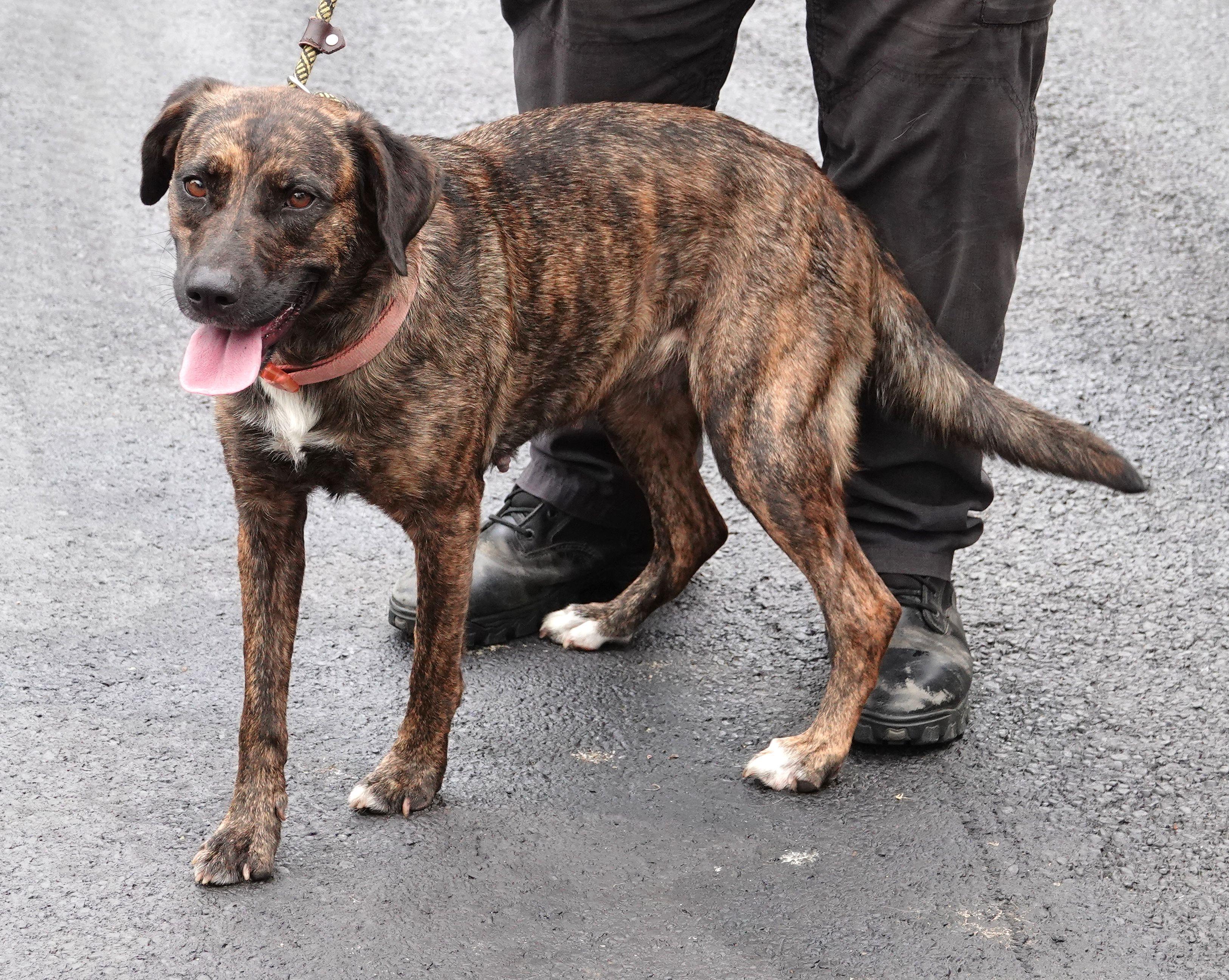 Clover - UPDATED INFO, a ADOPTABLE mixed breed in Millfield, OH image 2/3