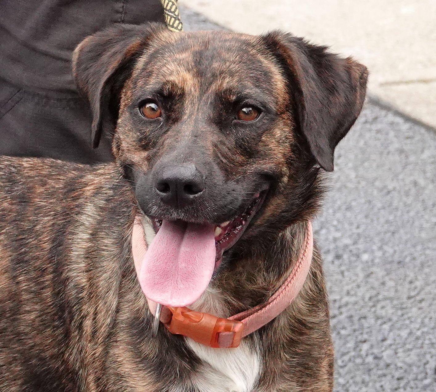 Clover - UPDATED INFO, ADOPTABLE, Adult Female Mountain Cur.