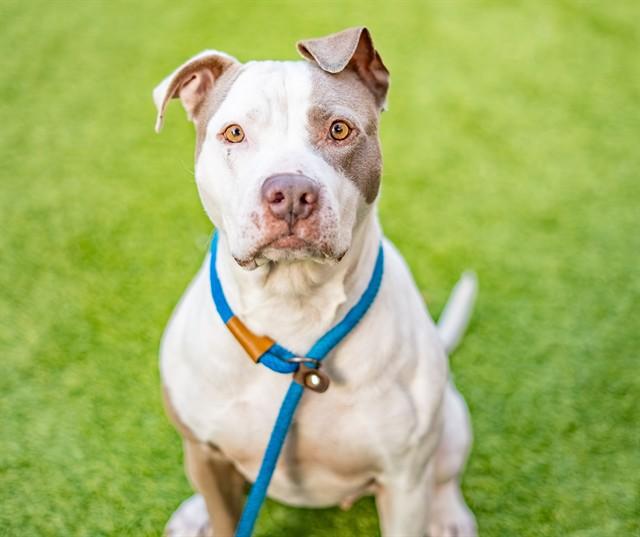 Enlarge FLORA, a Adoptable Pit Bull Terrier in San Jose, CA image 1/1