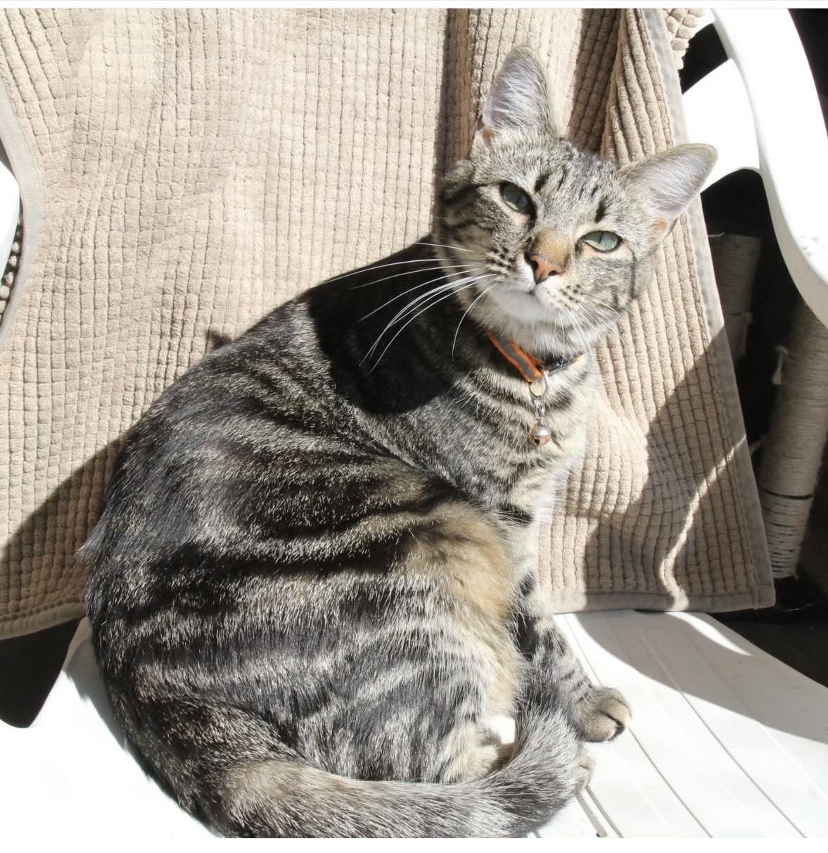 Enlarge Heidi, Rose, Blanche and Dorothy, a Adoptable American Shorthair in Harrisville, UT image 6/6