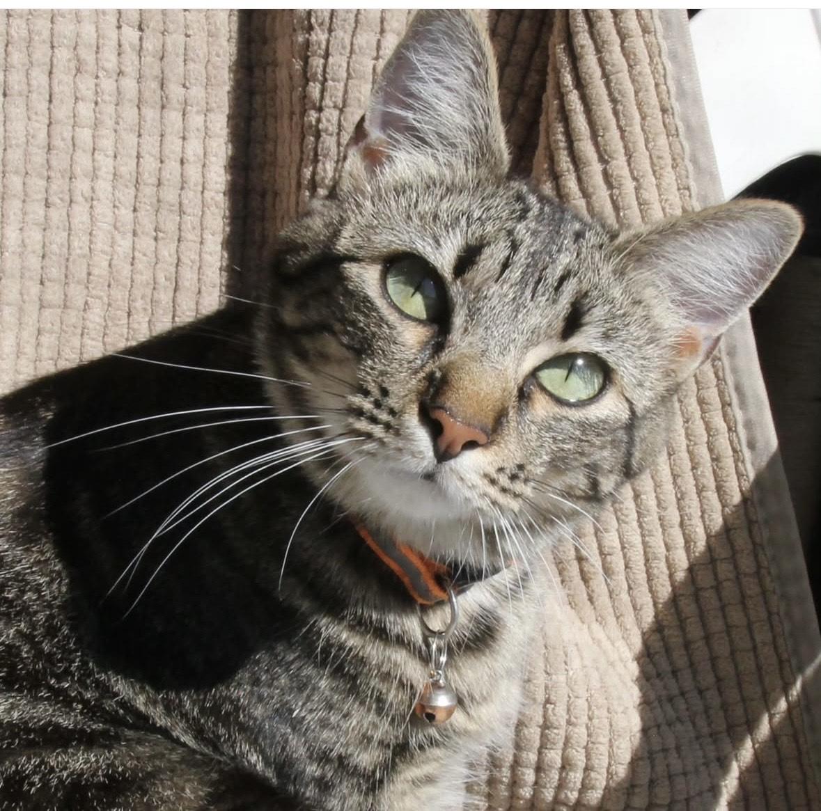 Enlarge Heidi, Rose, Blanche and Dorothy, a Adoptable American Shorthair in Harrisville, UT image 1/6