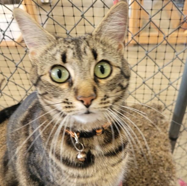Heidi and Dorothy, an adoptable American Shorthair in Harrisville, UT, 84404 | Photo Image 1