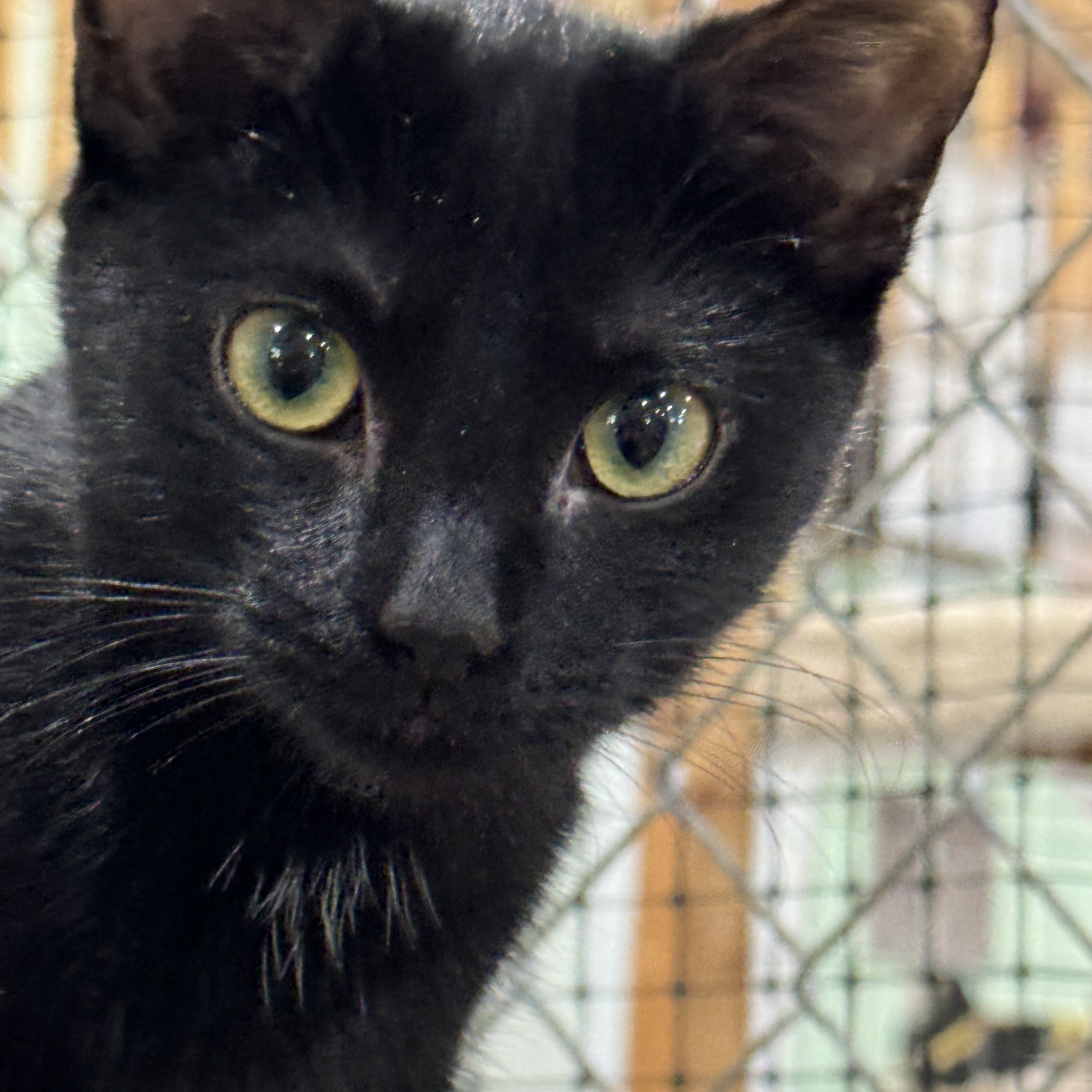 Enlarge Heidi, Rose, Blanche and Dorothy, a Adoptable American Shorthair in Harrisville, UT image 3/6