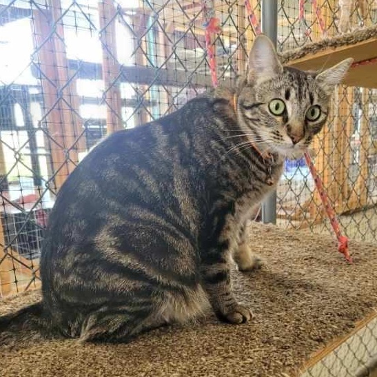 Enlarge Heidi, Rose, Blanche and Dorothy, a Adoptable American Shorthair in Harrisville, UT image 5/6