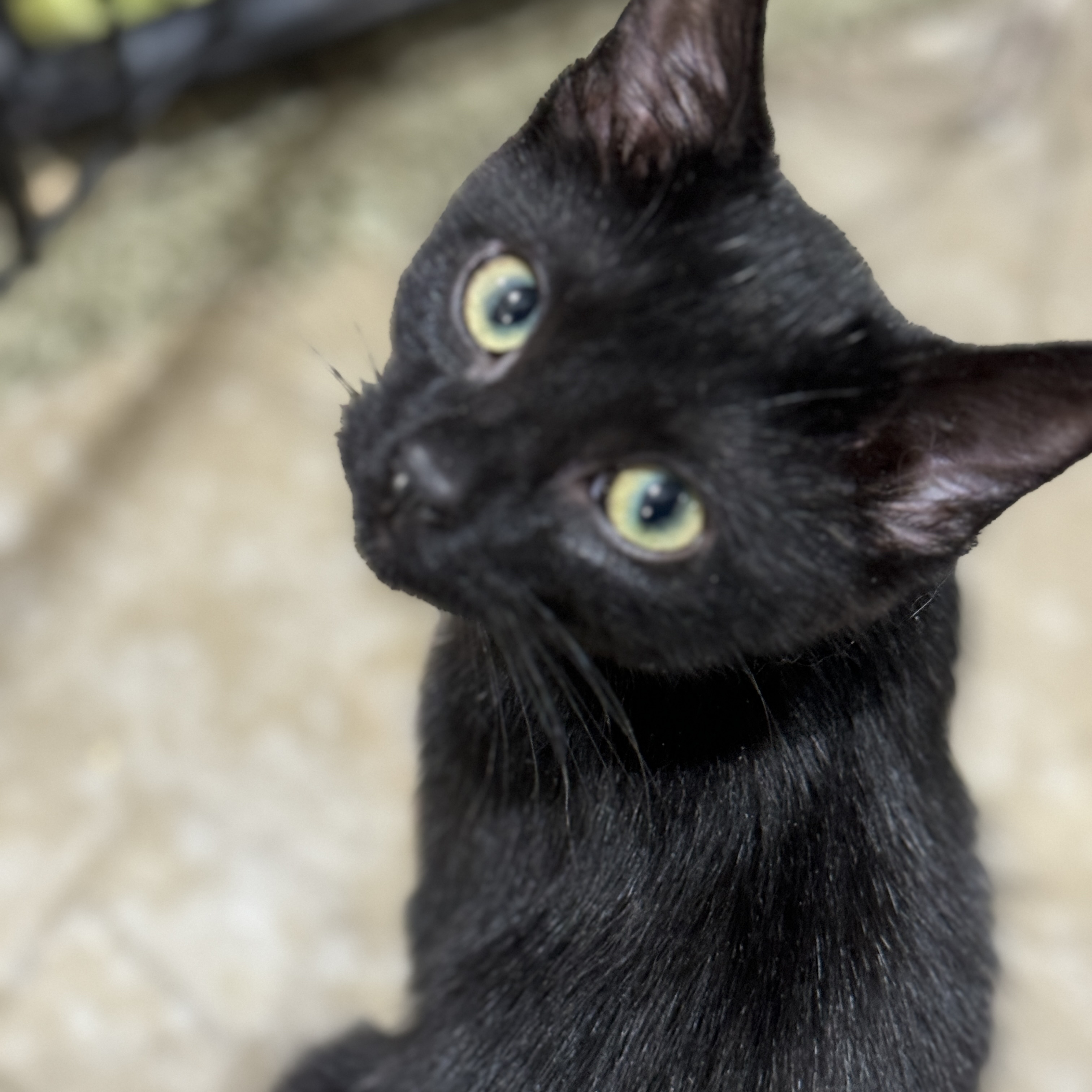 Enlarge Heidi, Rose, Blanche and Dorothy, a Adoptable American Shorthair in Harrisville, UT image 4/6