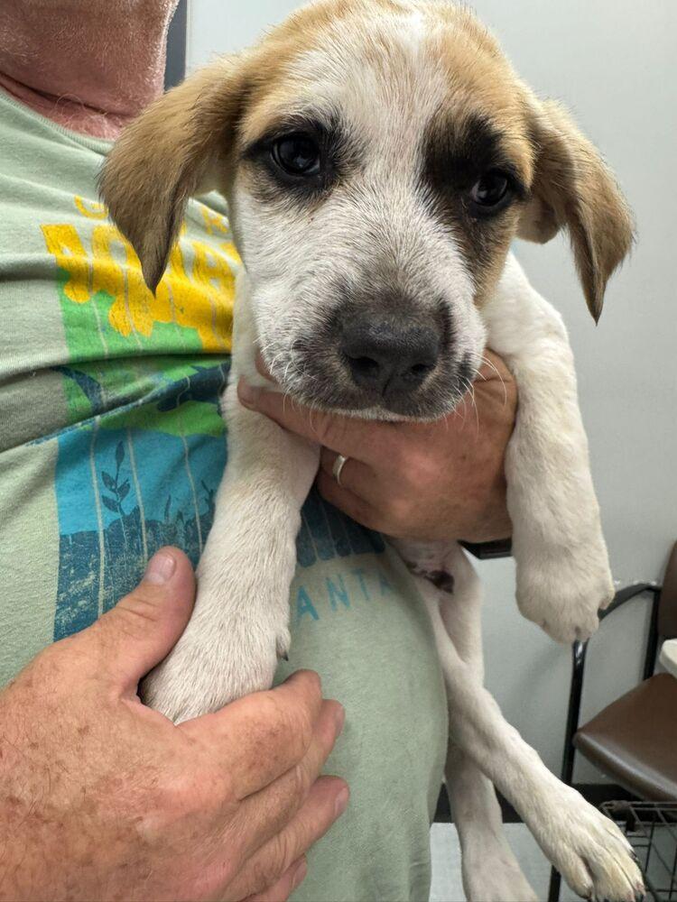 Enlarge Fozzie, a Adoptable mixed breed in Calgary, AB image 1/1