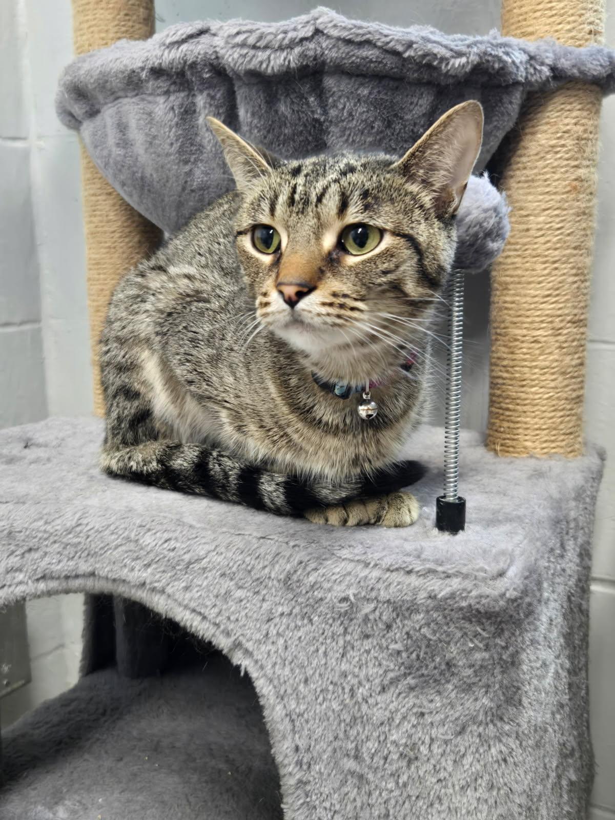 Enlarge Lucy, a Adoptable mixed breed in Yorkville, IL image 1/1