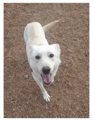 Enlarge Artic, a ADOPTABLE mixed breed in Chappell, NE image 1/1