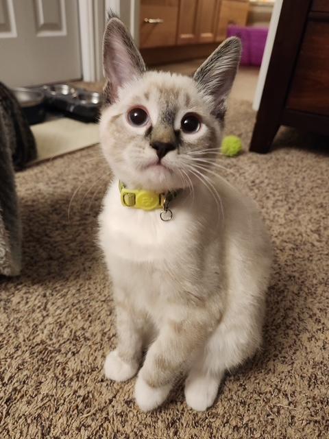 Chance, Adoptable, Kitten Male Siamese.