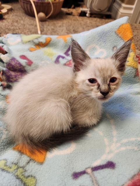 Chance, Adoptable, Kitten Male Siamese.