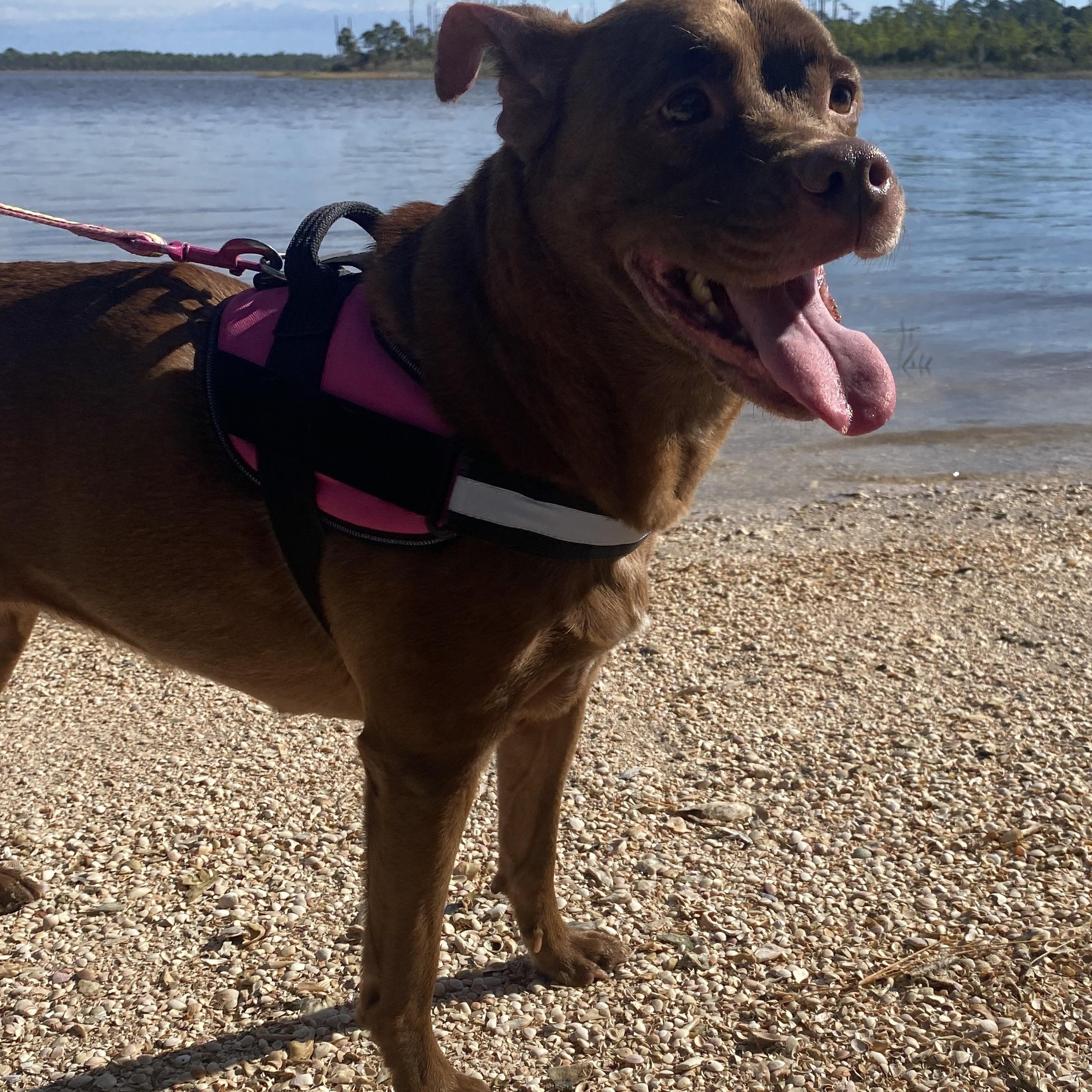 Enlarge Karma, a ADOPTABLE mixed breed in St. Augustine, FL image 3/4