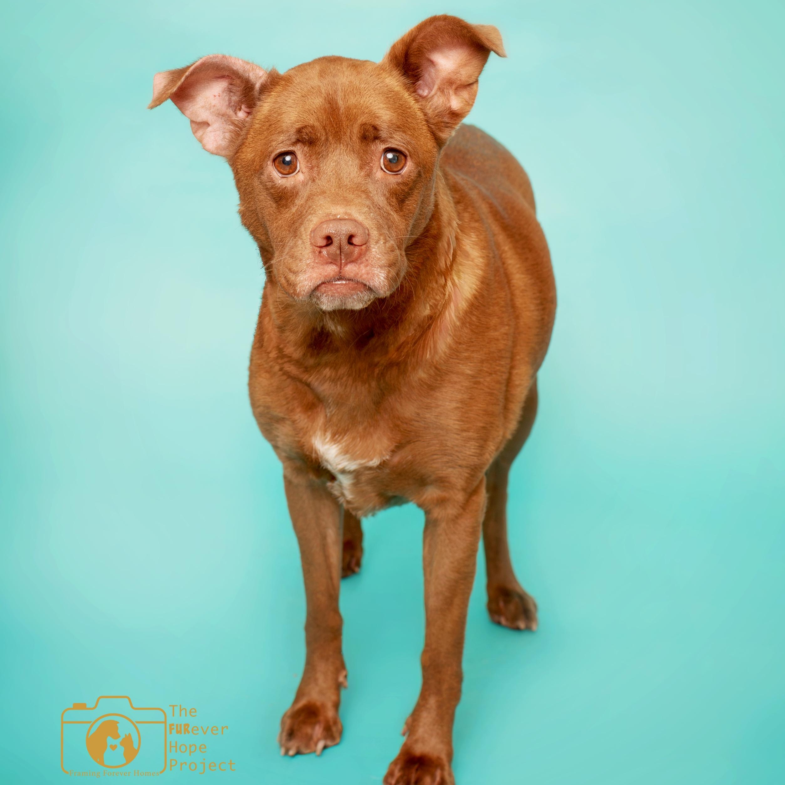 Karma, ADOPTABLE, Adult Female Pit Bull Terrier & Labrador Retriever.