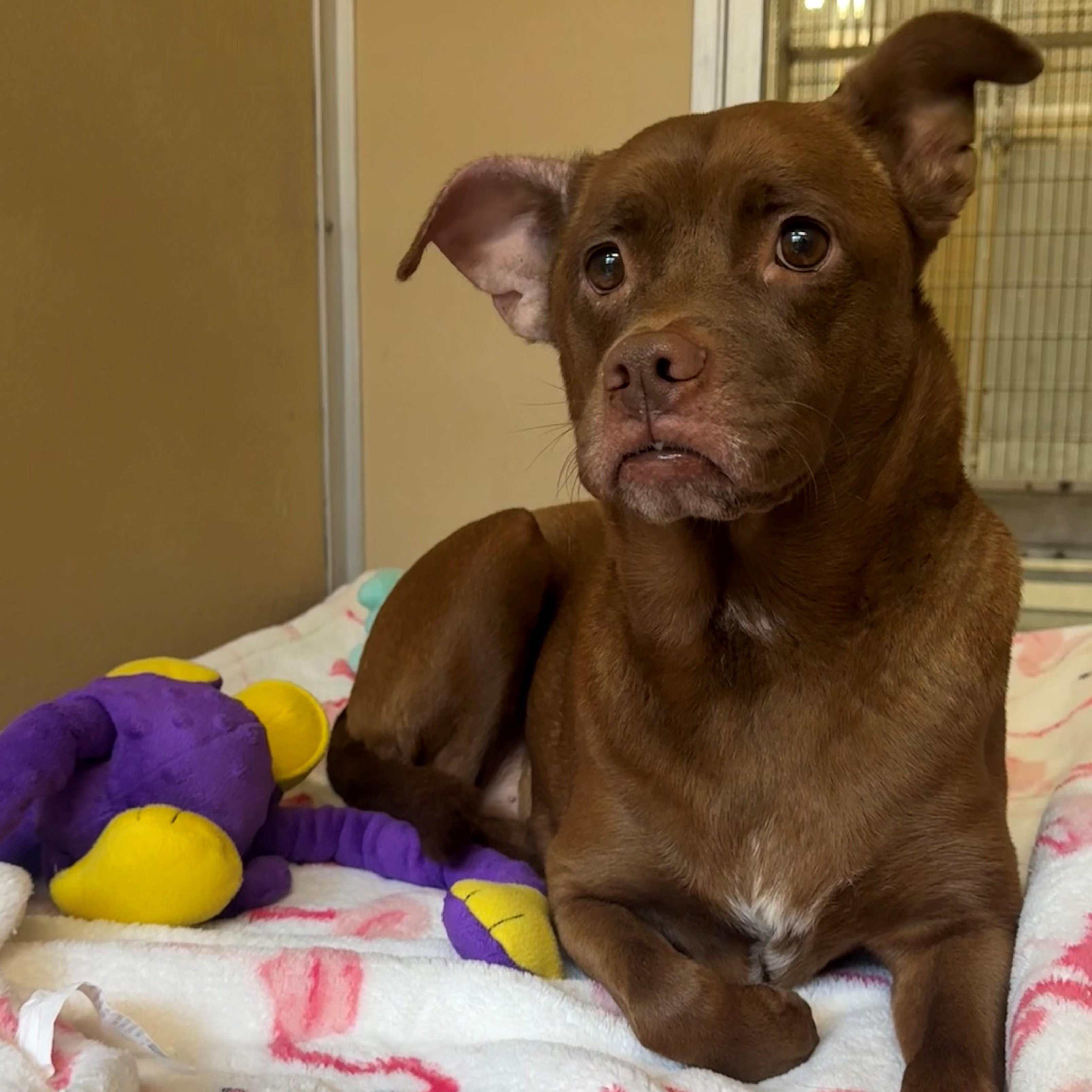 Enlarge Karma, a ADOPTABLE mixed breed in St. Augustine, FL image 2/4