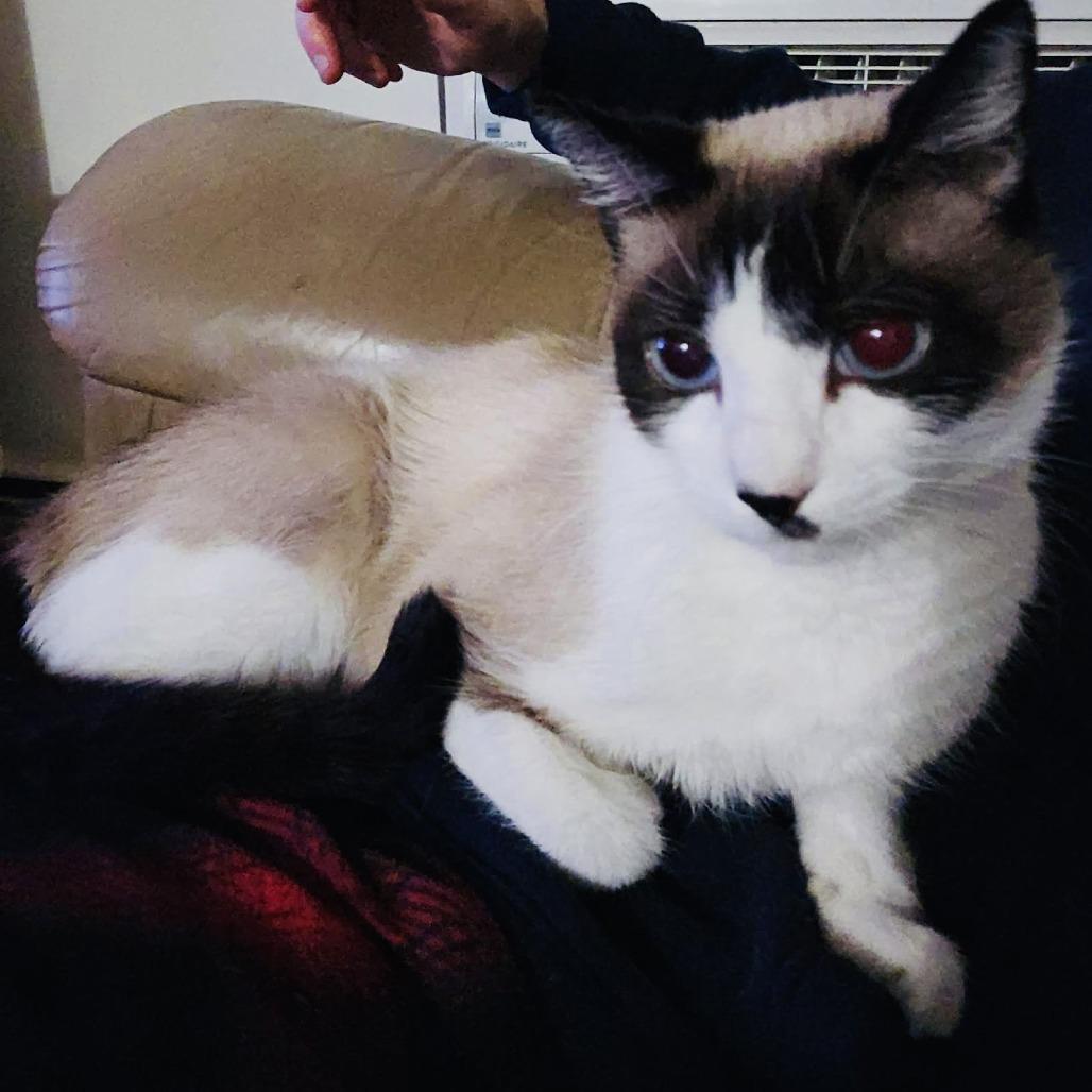 Kit C6893, a Adoptable mixed breed in Princeton, MN image 1/6