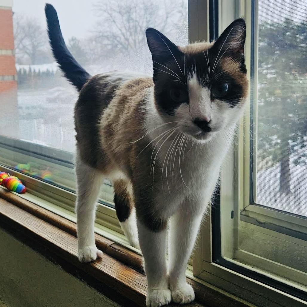 Kit C6893, a Adoptable mixed breed in Princeton, MN image 2/6