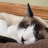 Kit C6893, a Adoptable mixed breed in Princeton, MN image 3/6