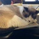 Kit C6893, a Adoptable mixed breed in Princeton, MN image 5/6