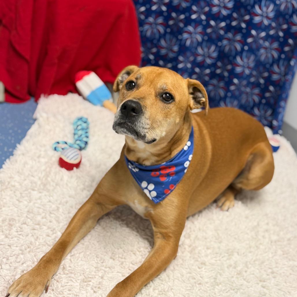 Remy (DJ L-16-2021), Adoptable, Adult Male Labrador Retriever & Mixed Breed.