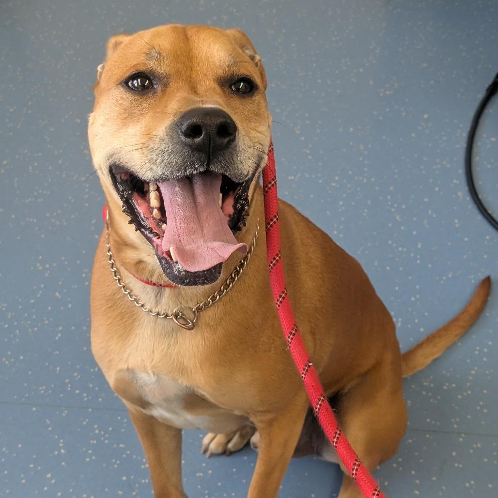 Remy (DJ L-16-2021), a Adoptable mixed breed in Watertown, NY image 2/6