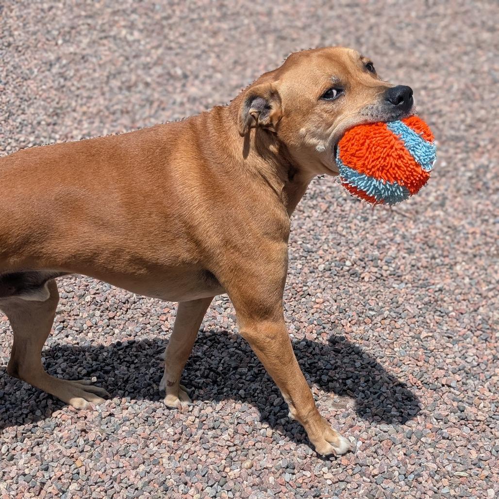 Remy (DJ L-16-2021), a Adoptable mixed breed in Watertown, NY image 3/6