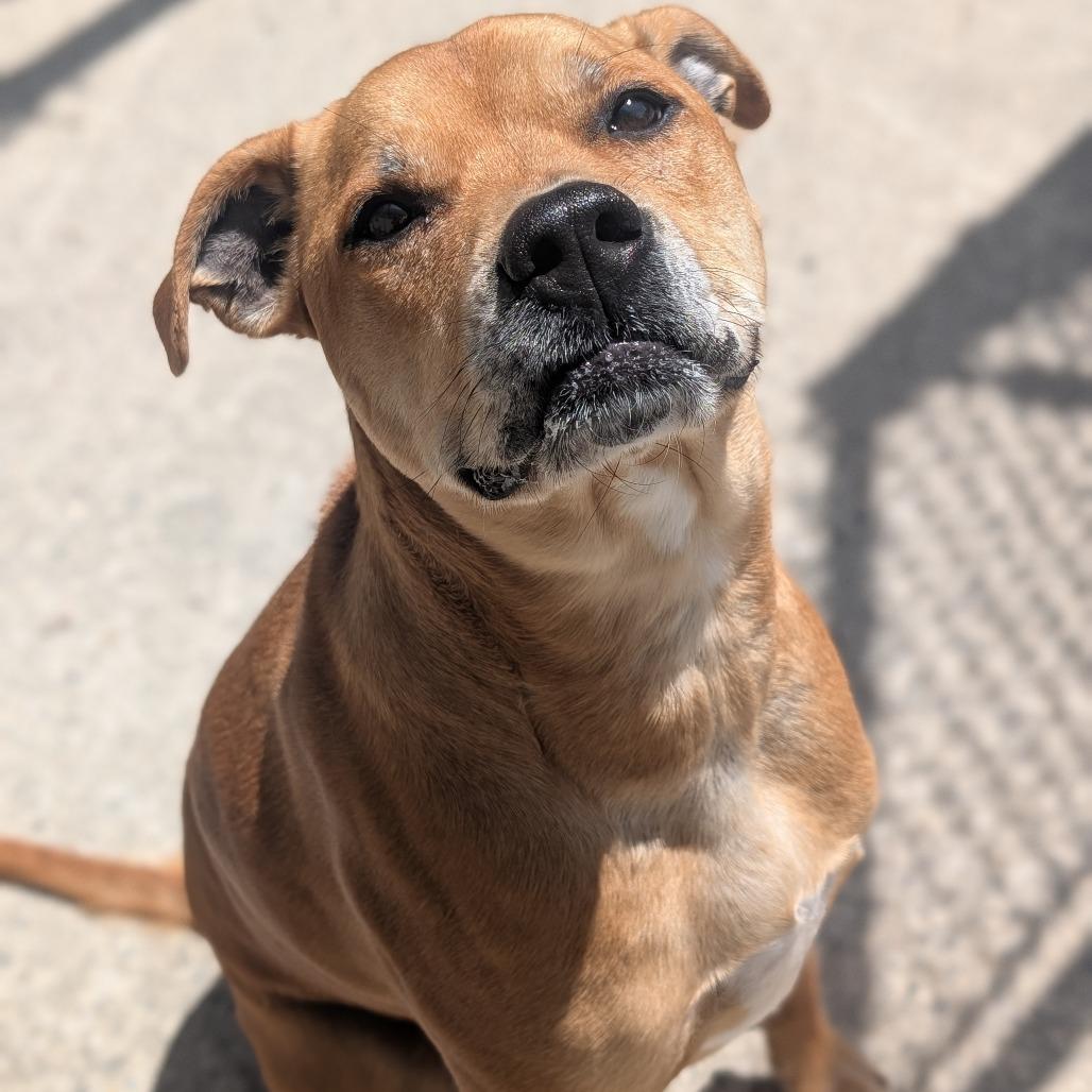 Remy (DJ L-16-2021), a Adoptable mixed breed in Watertown, NY image 4/6