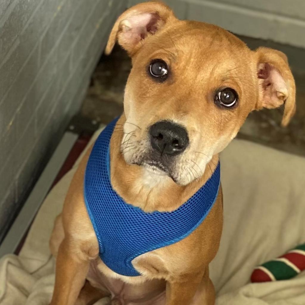 Remy (DJ L-16-2021), a Adoptable mixed breed in Watertown, NY image 5/6