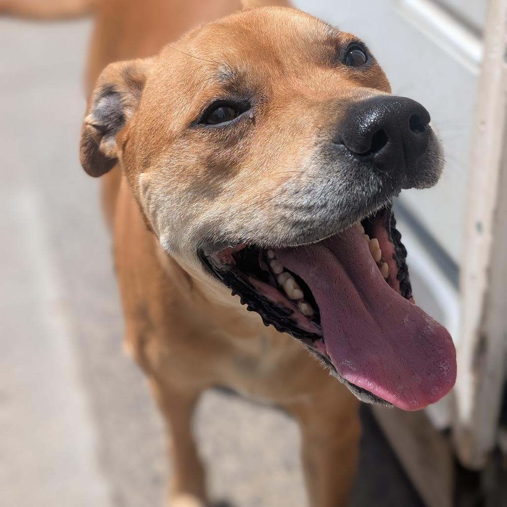 Remy (DJ L-16-2021), a Adoptable mixed breed in Watertown, NY image 6/6