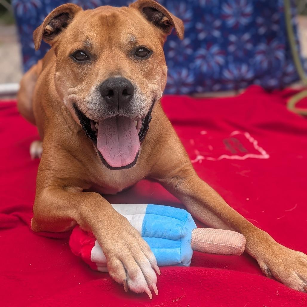 Enlarge Remy (DJ L-16-2021), a Adoptable mixed breed in Watertown, NY image 6/6