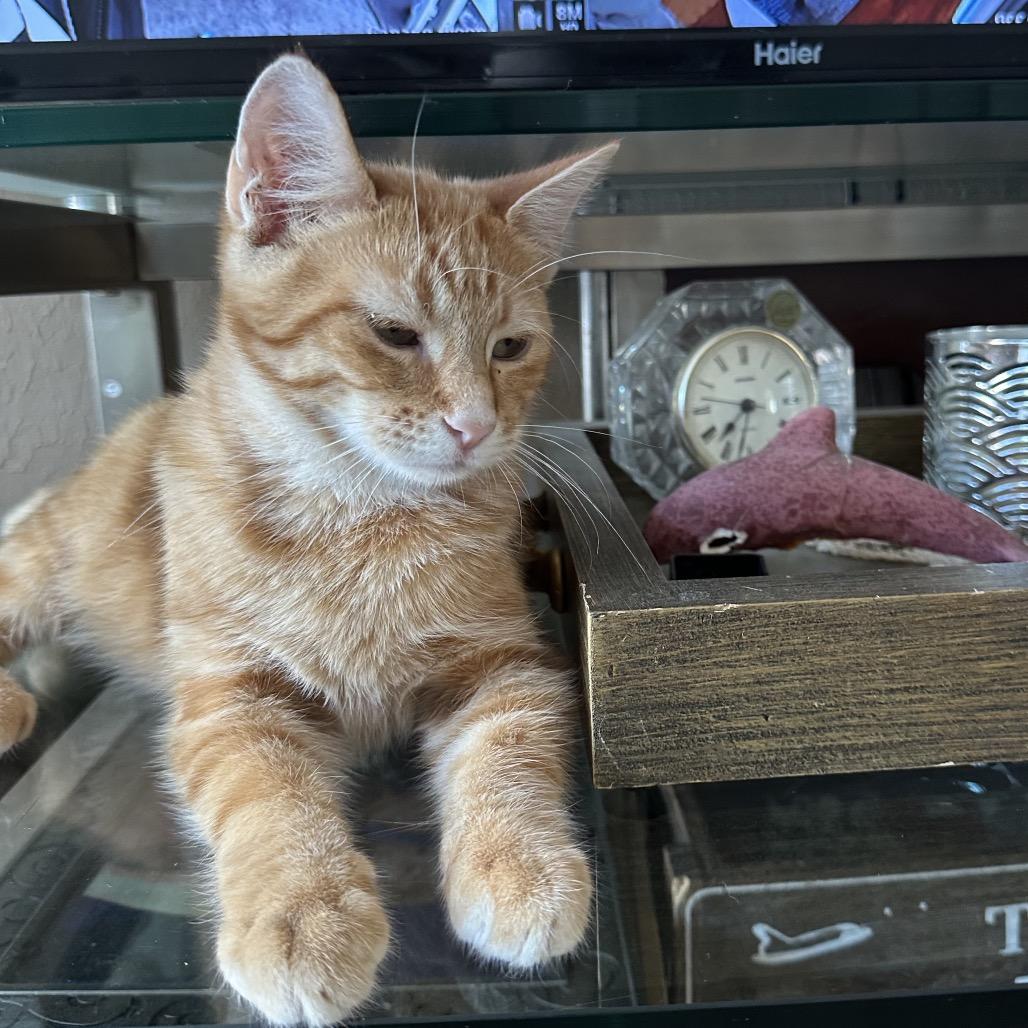 Chive, Adoptable, Young Female Domestic Short Hair.