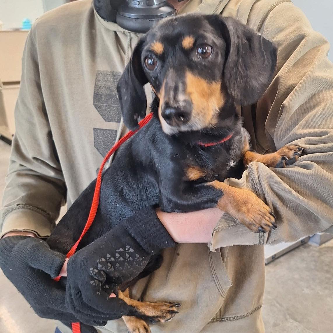 Vincent, Adopted, Adult Male Dachshund.