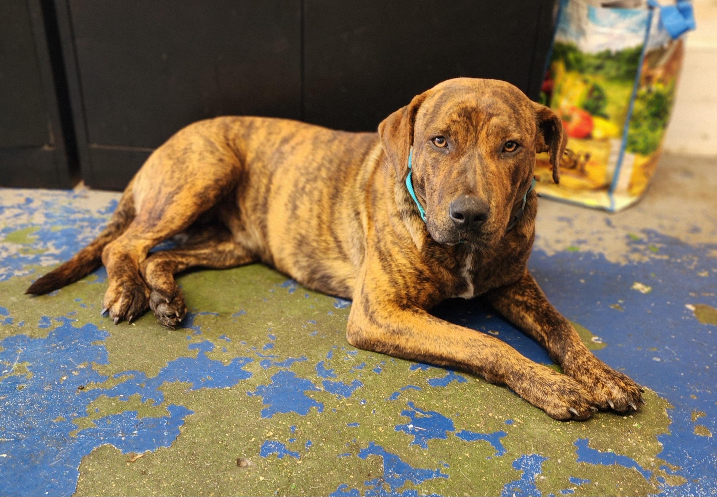 Hannah, Adult Female Hound