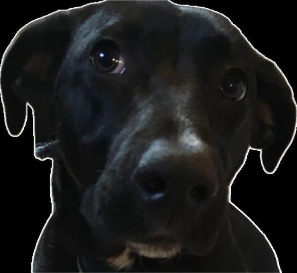 Bella, a ADOPTABLE mixed breed in Schererville, IN image 2/2
