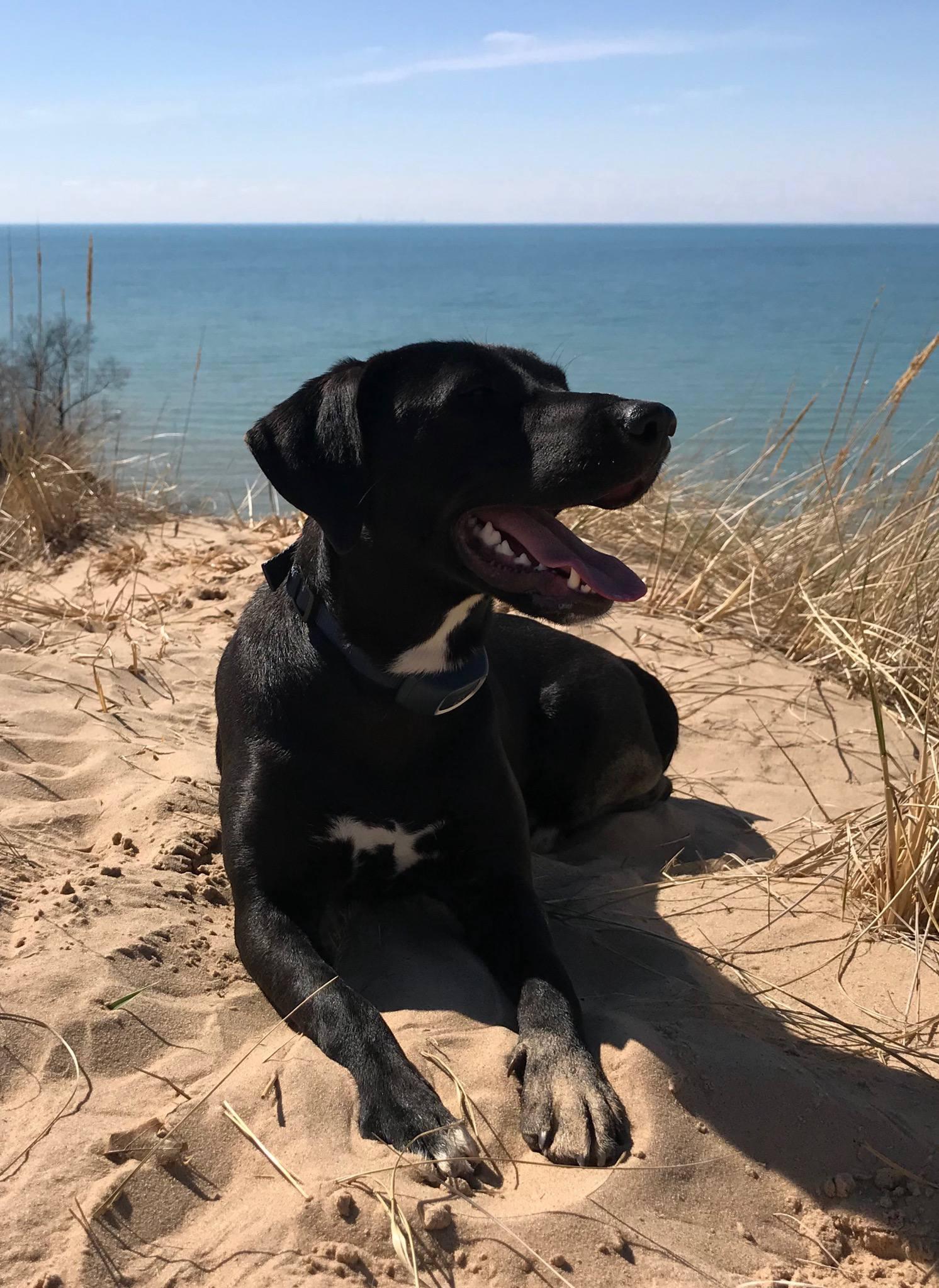 Bella, a ADOPTABLE mixed breed in Schererville, IN image 1/2