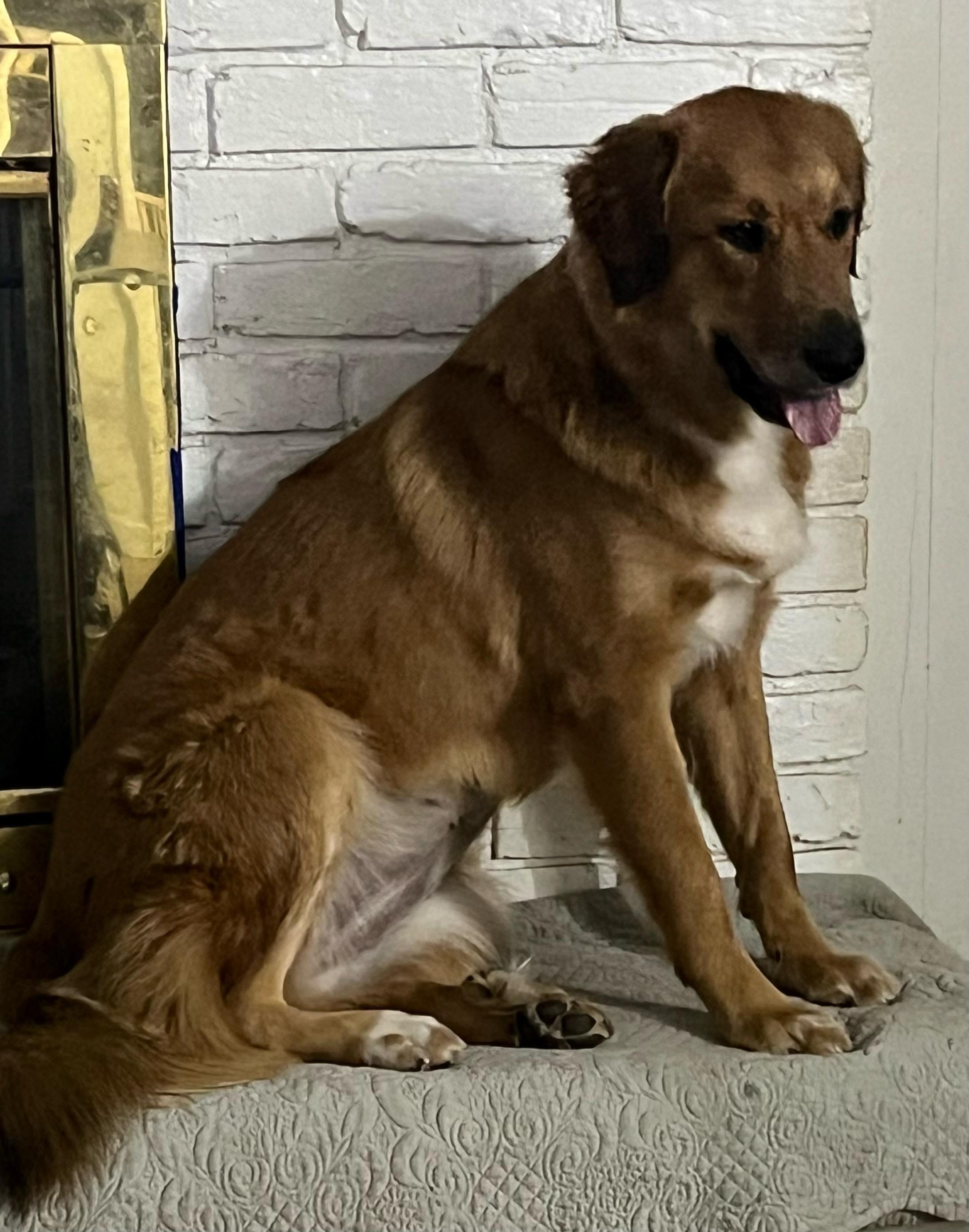 Enlarge Tilly, a ADOPTABLE mixed breed in Colleyville, TX image 4/6