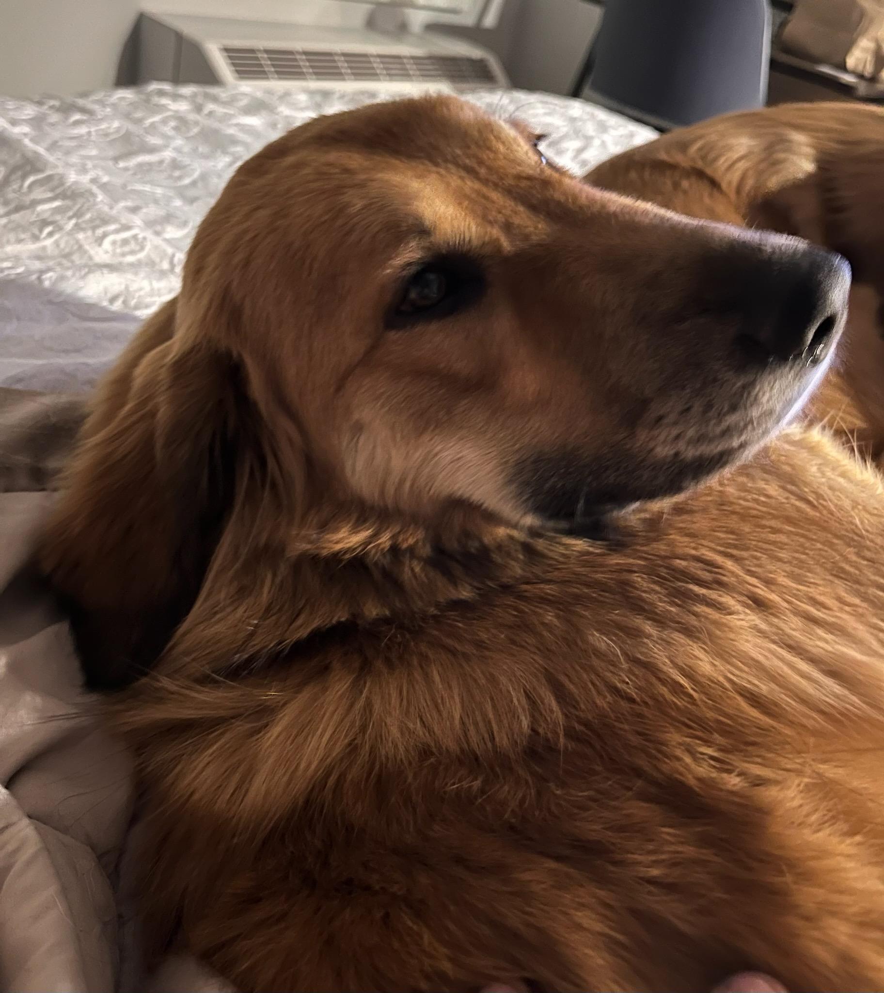 Enlarge Tilly, a ADOPTABLE mixed breed in Colleyville, TX image 2/6