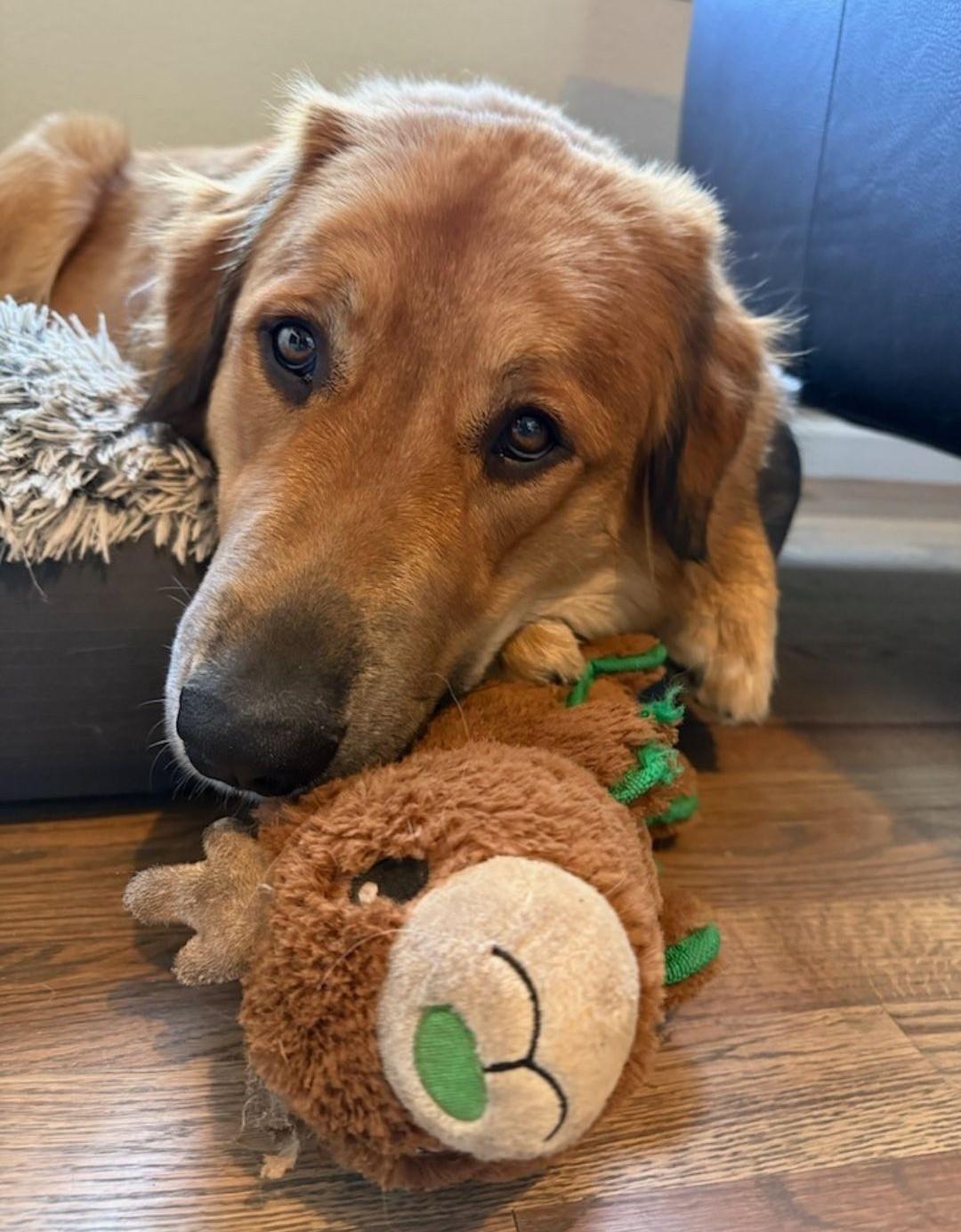 Tilly, ADOPTABLE, Adult Female Great Pyrenees & Anatolian Shepherd.