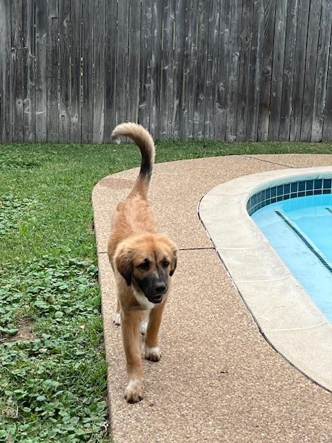 Enlarge Tilly, a ADOPTABLE mixed breed in Colleyville, TX image 5/6