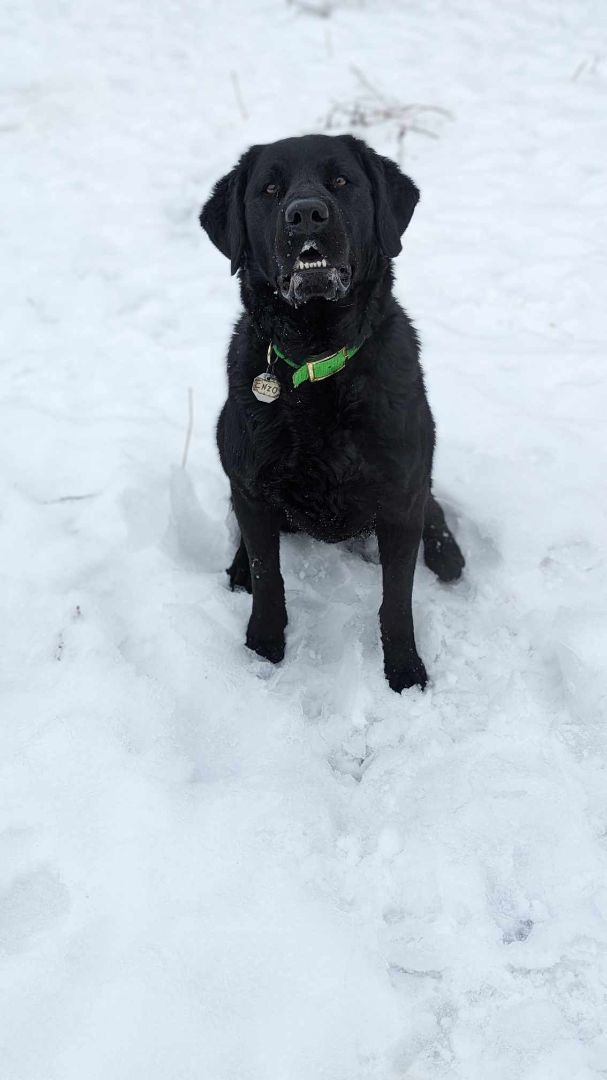 Enlarge Enzo, a Adoptable mixed breed in Sainte-Angele-de-Monnoir, QC image 2/5