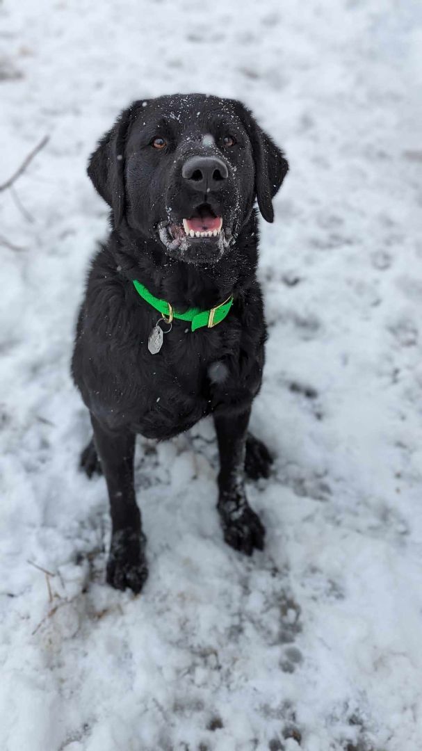 Enlarge Enzo, a Adoptable mixed breed in Sainte-Angele-de-Monnoir, QC image 3/5